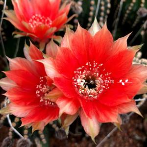 101个仙人球品种,101种仙人球开花图片