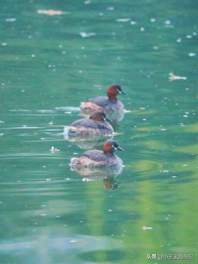 国际爱鸟日天桥岭,国际爱鸟日