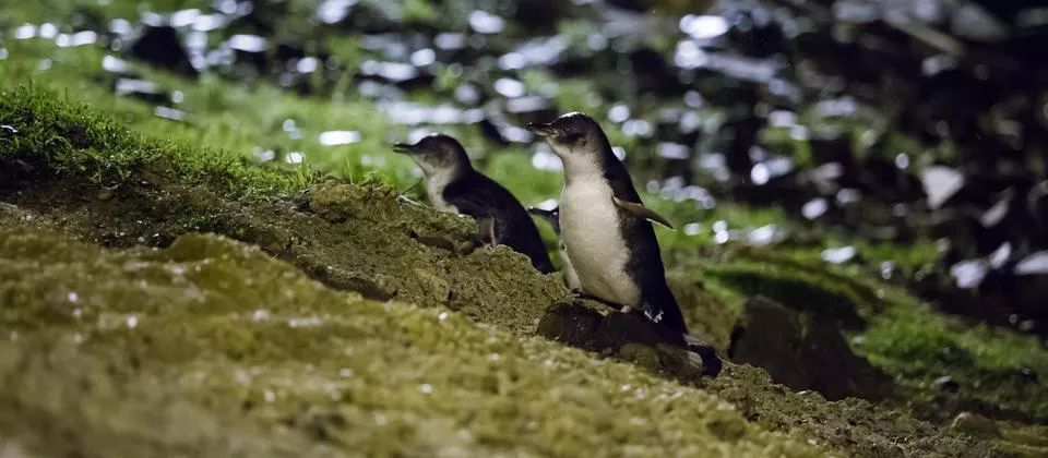 我带女朋友去新西兰，看几百万串会发光的“鼻涕”，她昏了过去