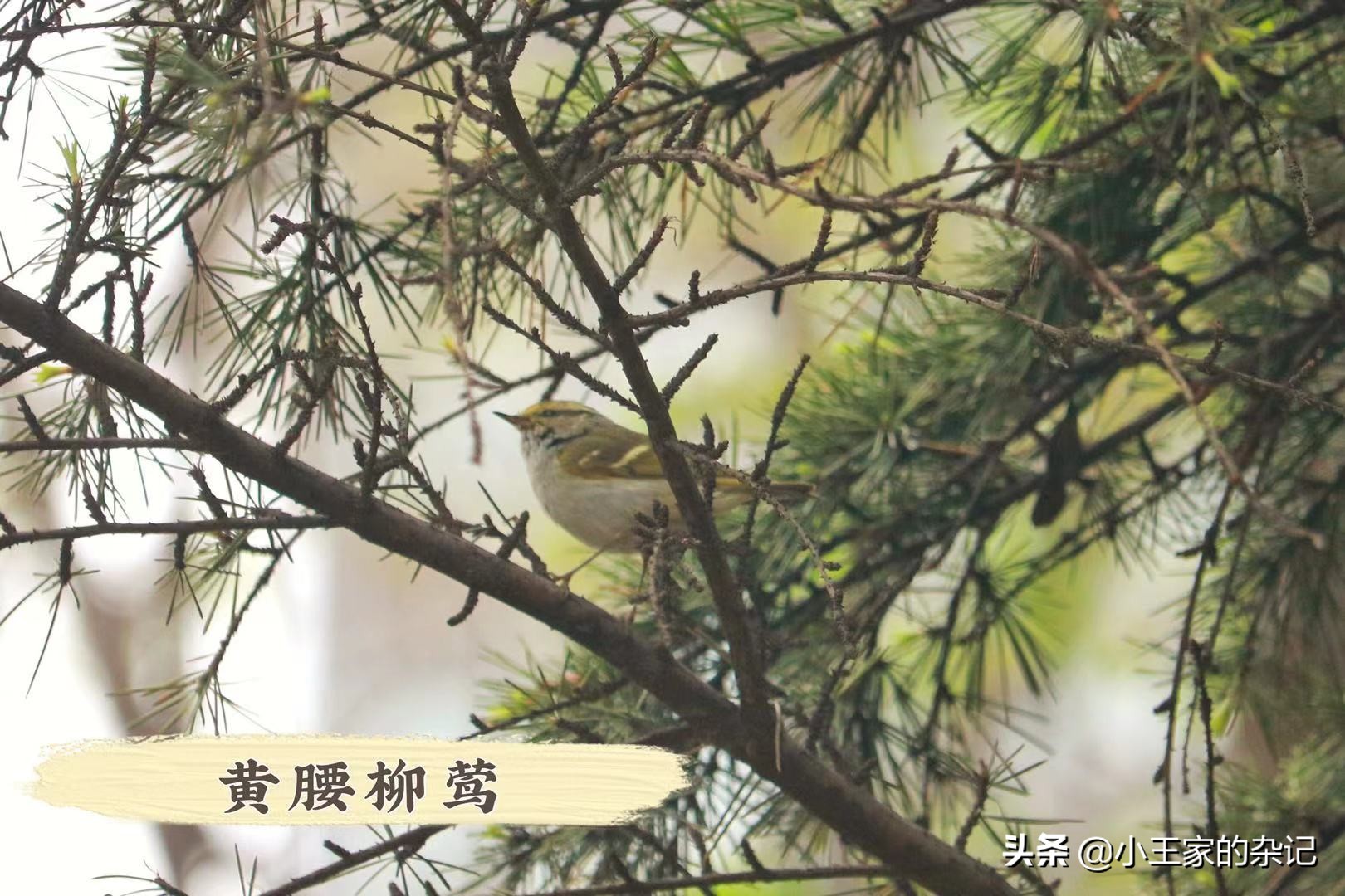 国际爱鸟日天桥岭,国际爱鸟日