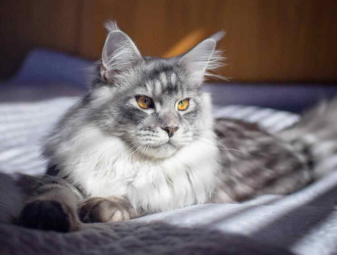 猫咪到底能不能吃洋葱,猫能不能吃洋葱