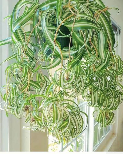 吊兰花卉的种类图片及名称,好看的吊兰植物图片及名称