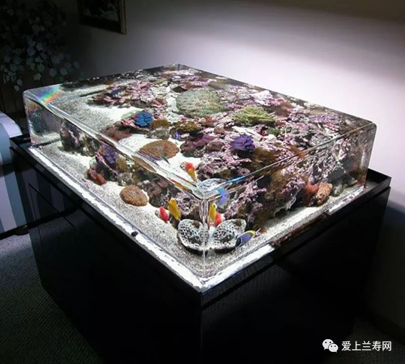 鱼缸五十种鱼,家庭鱼缸养什么鱼更容易存活