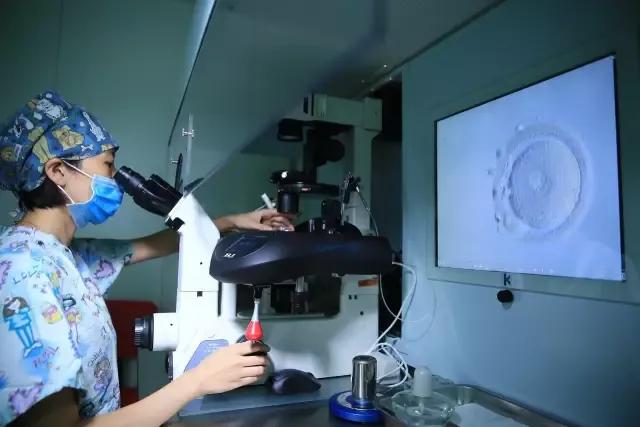 实验室探险记之胚胎小宝诞生记