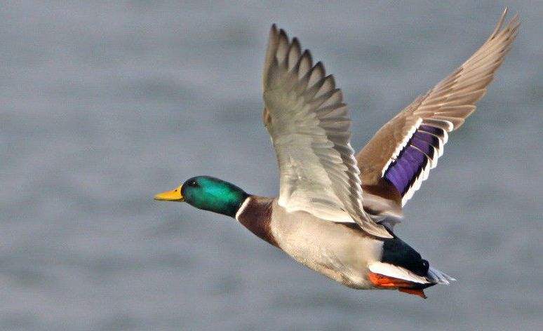 换换口味，去农村打野，跑不掉的野味你可以尝尝