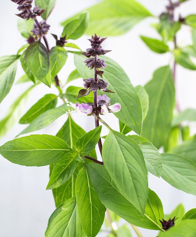 八种身兼多职的鲜花，既是鲜花又是香料！