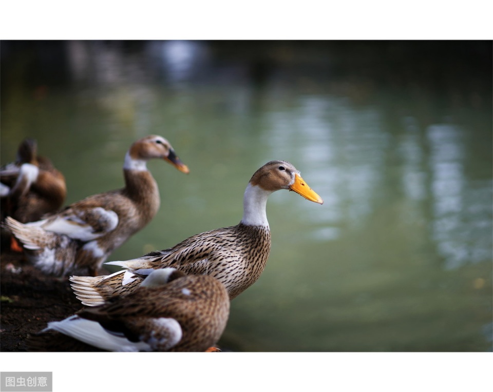 如何降低鸭子饲养成本,养鸭子喂什么成本才会低