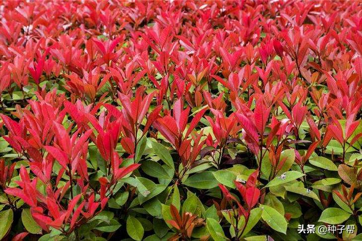 红叶石楠怎么修剪成四方形,高大的红叶石楠用什么修剪