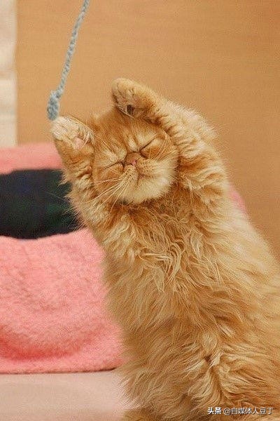 猫咪喂食的正确方法和注意事项,怎么给猫咪喂猫粮才有食欲