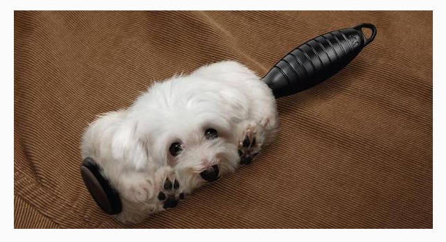 新手养猫最强攻略之日常护理篇,养猫清洁必备物品有哪些