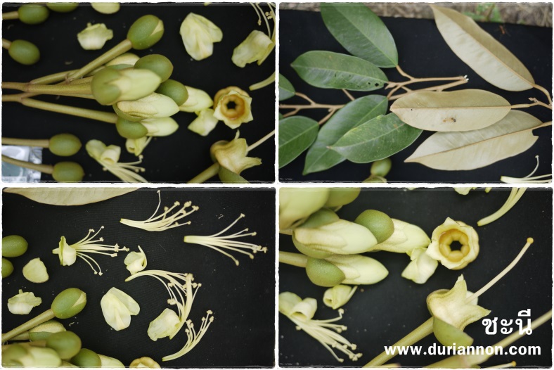 榴莲品种d13,泰国榴莲d197是什么品种