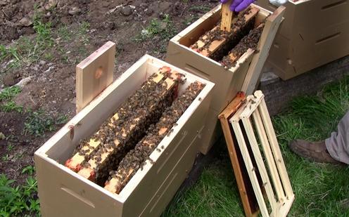 中蜂强行人工分群会急造王台吗,中蜂格子箱能进行人工分群吗