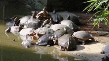 龟汤药材配方,石龟煲汤料配方大全