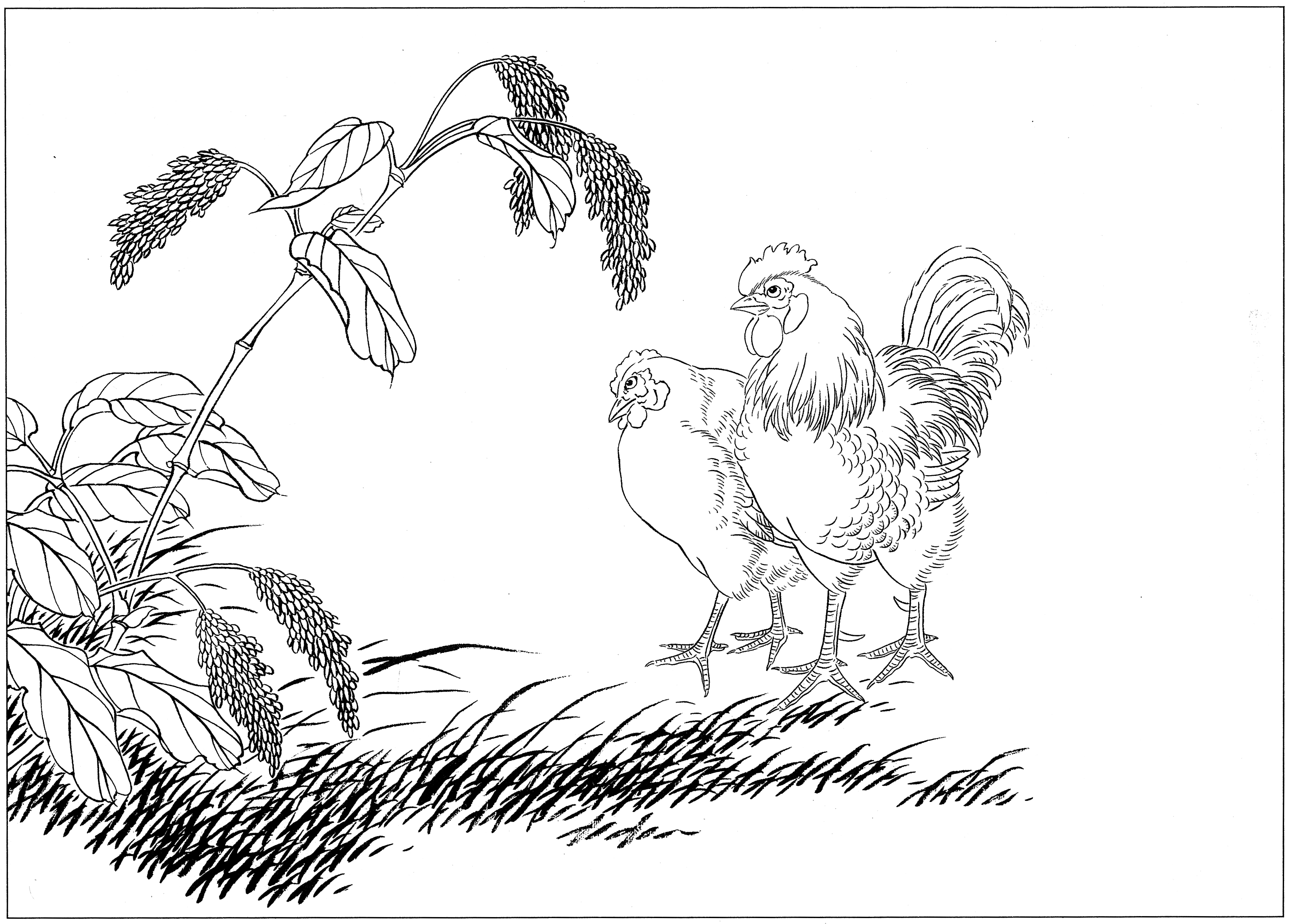白描鸡图片大全,鸡的工笔画法