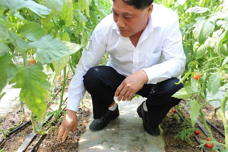 抢名额，19期中国无土栽培和土壤种植技术升级集成培训会