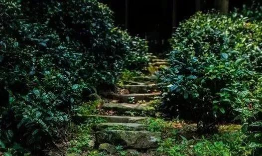 中国五大茶旅胜地,中国十大茶旅城市有哪些