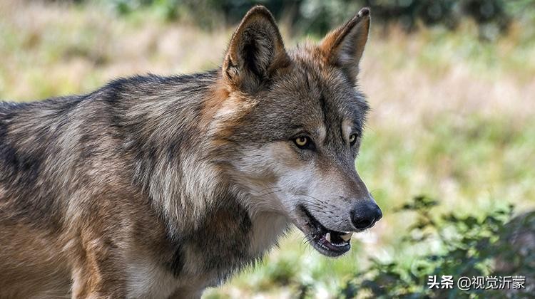 娌傝挋姘戜織灏忚,娌傝挋缁忓吀鏁呬簨