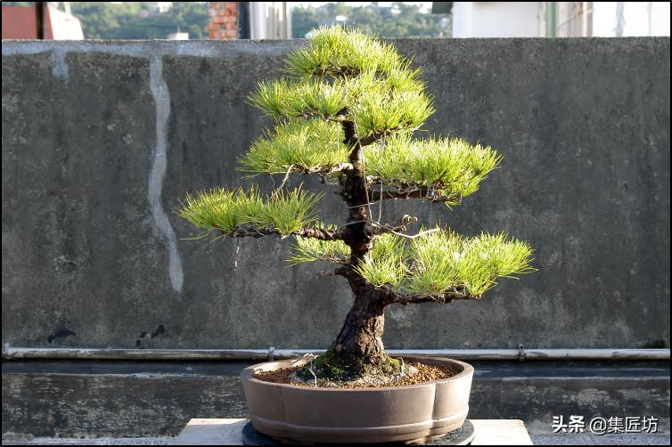黑松盆景造型实例图解 (小型黑松造型盆景)