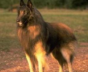 被小区不拴绳子的狗吓到了怎么办,孩子在小区内被未牵绳的狗追咬