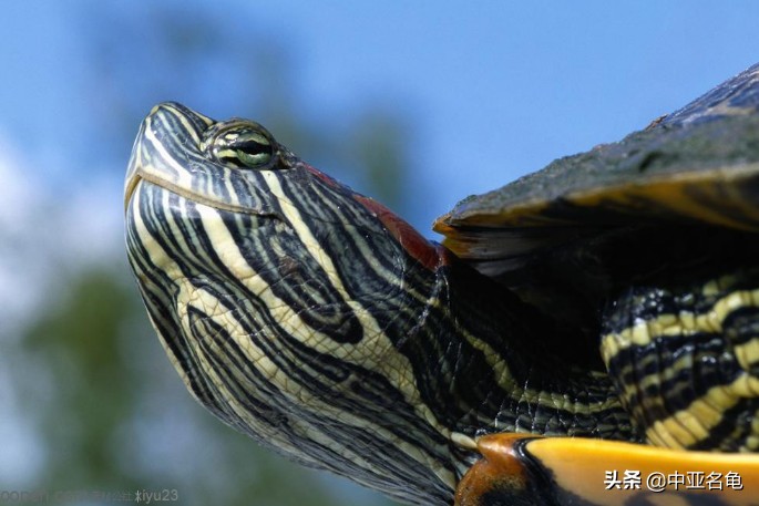 养龟推荐新手养法,养龟小知识学完后秒变养龟达人