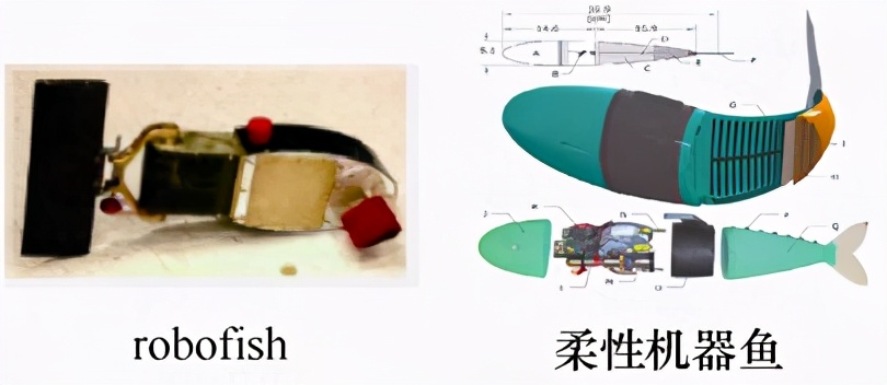 鱼为什么会游泳动画片,鱼为什么会游泳解说