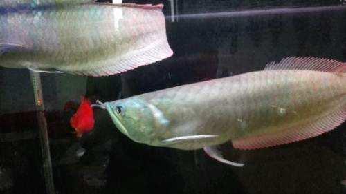 买观赏鱼需要注意的事项,购买观赏鱼应该注意什么