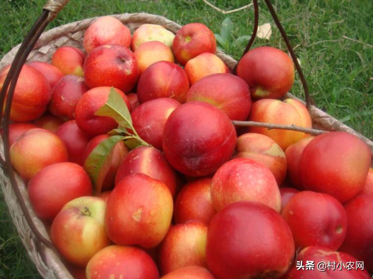 现在山东油桃都有什么品种,大连油桃与河北油桃区别