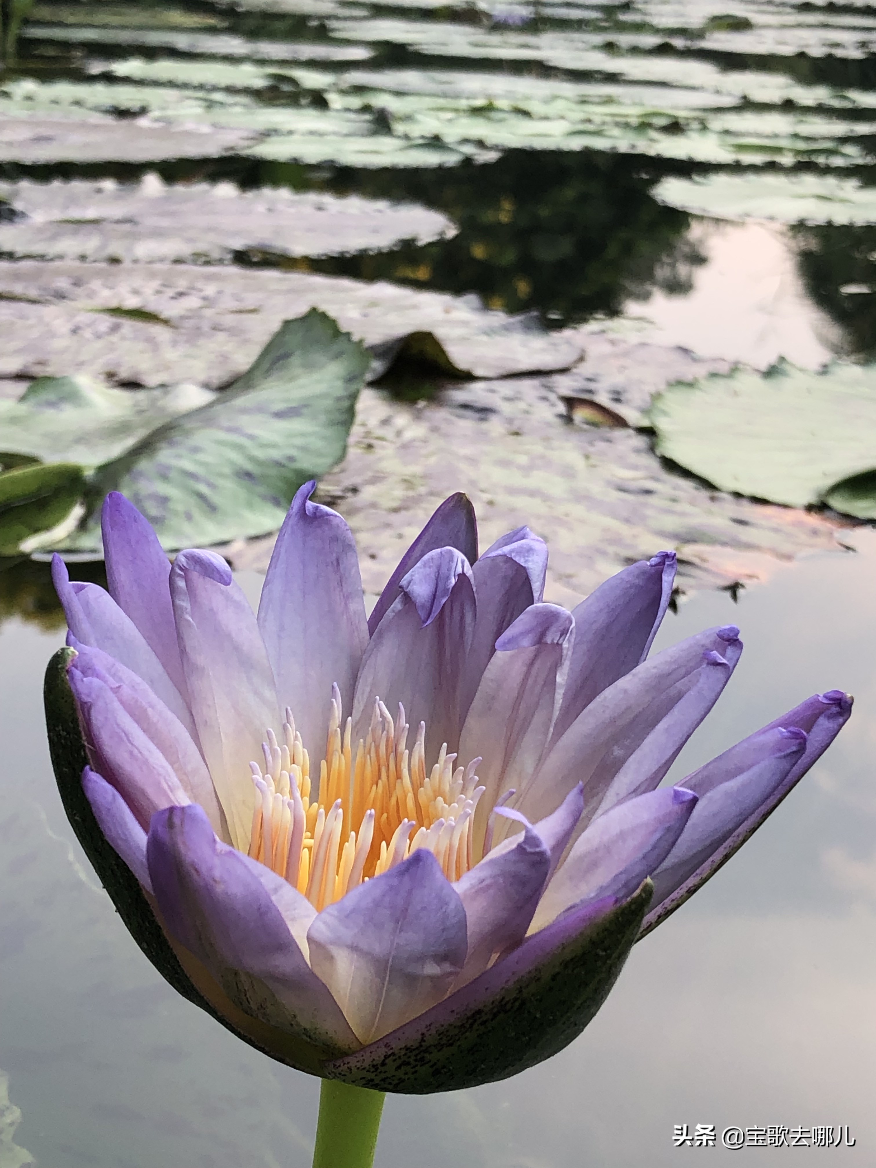 莲花山广州,广州莲花山莲花仙境简介