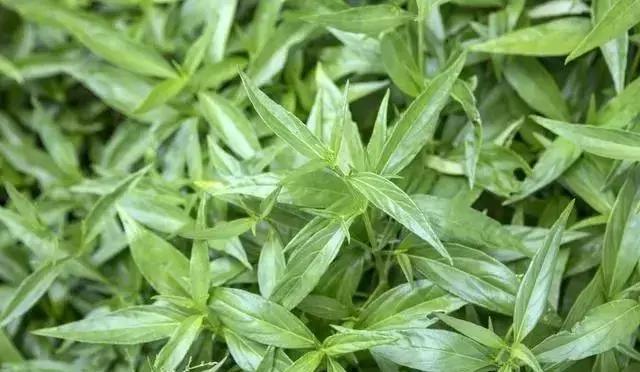 蛋鸡感冒喂什么药最好,产蛋鸡用什么药退烧