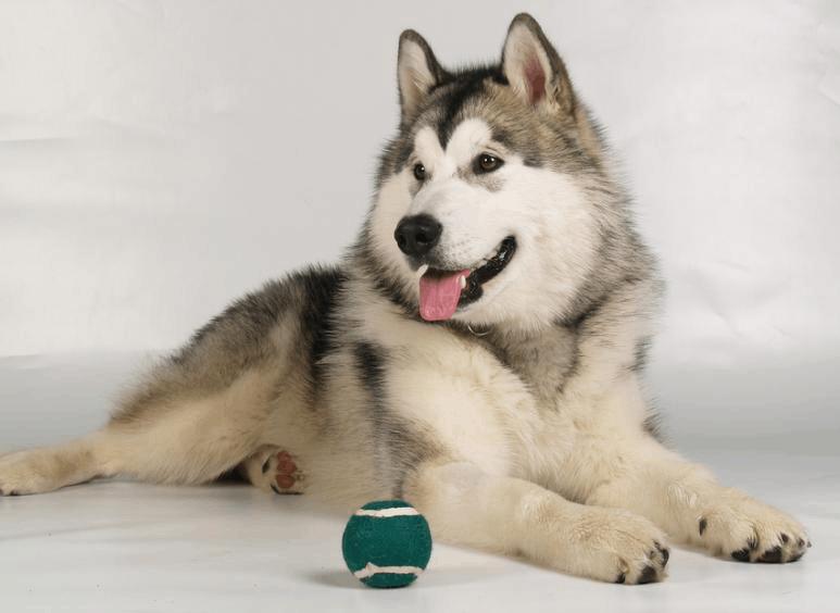 阿拉斯加的优点和缺点是什么,阿拉斯加犬的优点与缺点