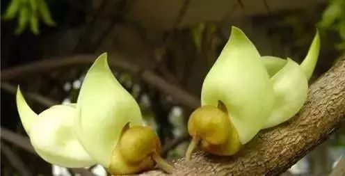 世界顶级奇花异卉,100种奇花异草图