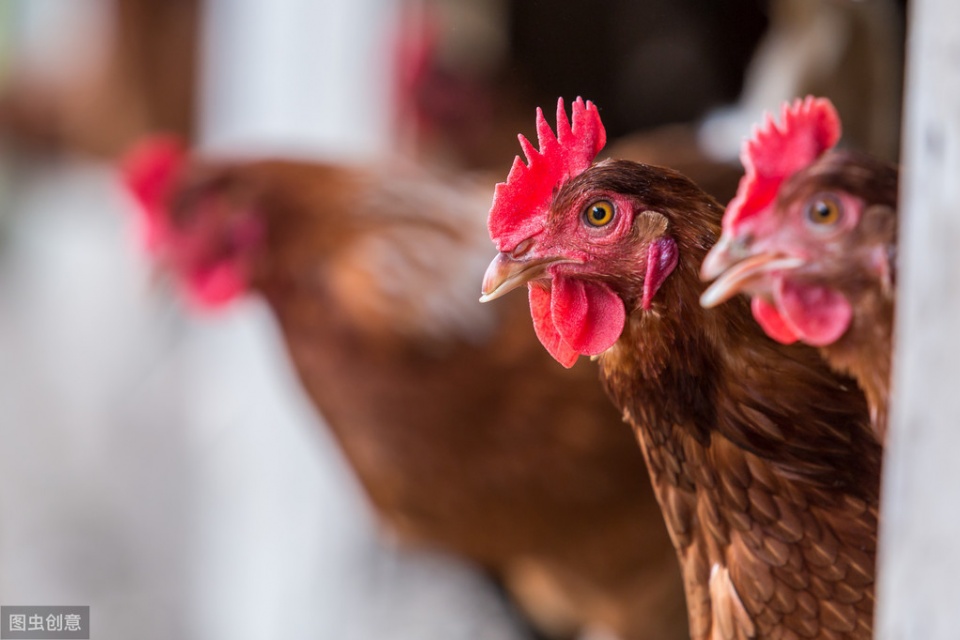 警惕蛋鸡生殖型滑液囊支原体,警惕滑液囊支原体