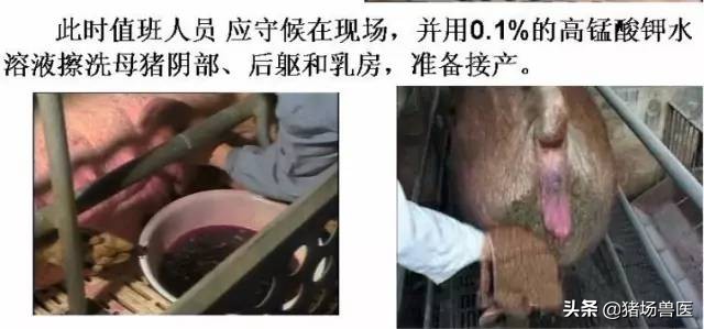 母猪难产超12小时最快解决办法,母猪产仔慢有什么办法吗