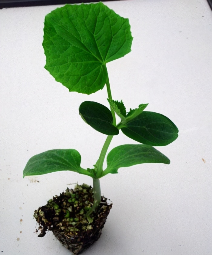 现在大棚黄瓜如何管理,大棚黄瓜怎样管理