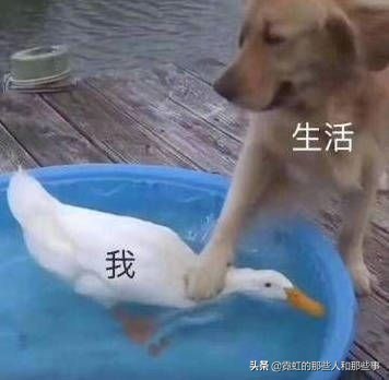 你以为日本是什么样子的,你以为的日本居酒屋