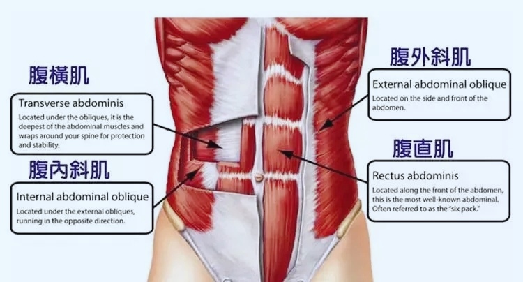 练完腹肌腰痛,为什么练腹肌也会感到腰酸