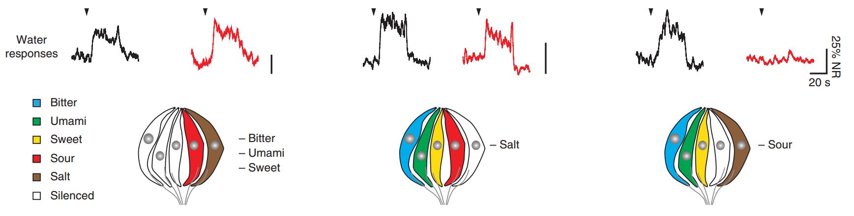 水有气味吗,水有颜色吗有味道吗