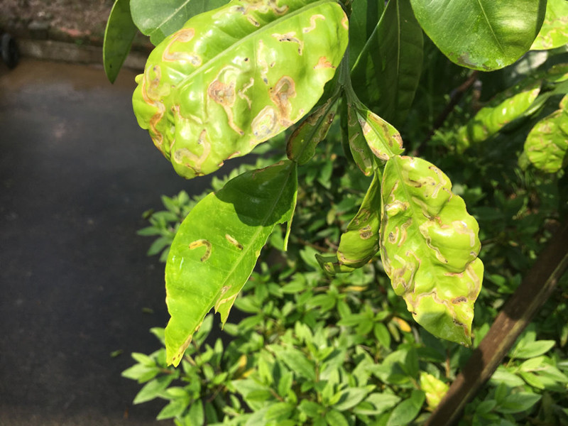 苗木叶子出现各种变化怎样辨别病,苗木常见病害及治疗方法