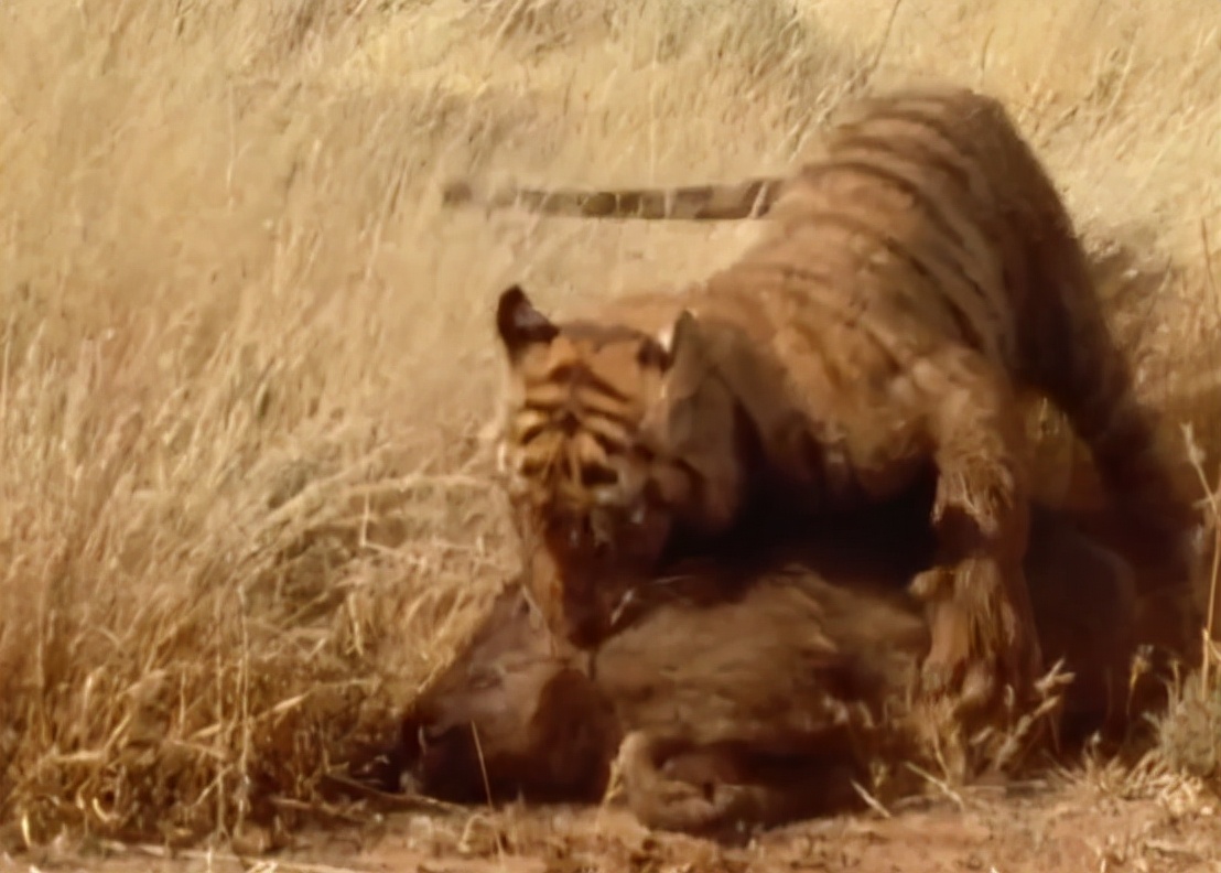 科学家把两头老虎运到非洲，这样的入侵，狮子还能保住地位吗？