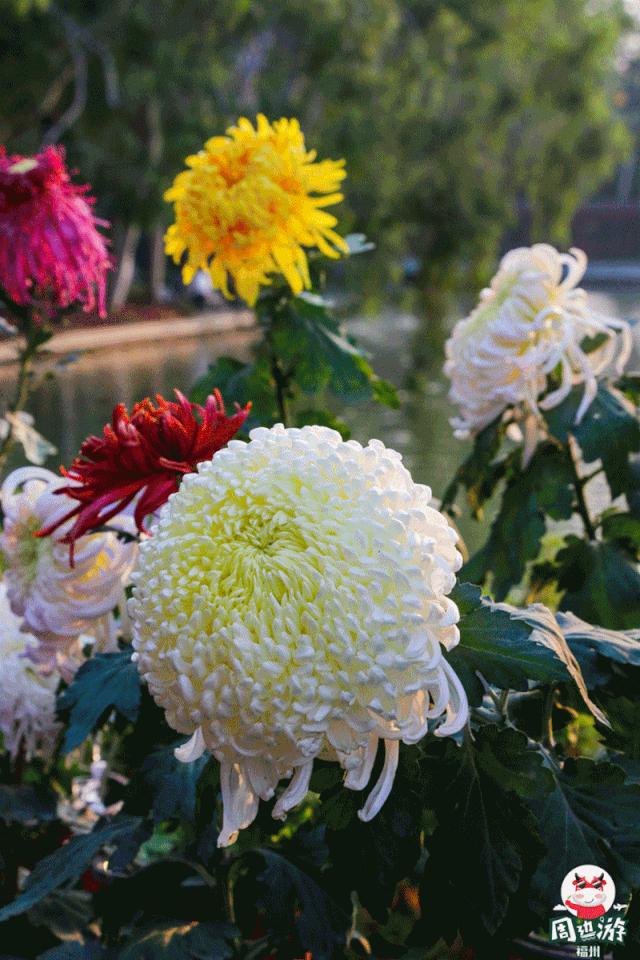 福州菊花展21年还有吗,福州西湖菊花展人山人海