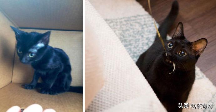 猫咪脸型体型怎么看,耳朵轮廓能看出猫咪的性格嘛