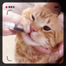 猫得了猫藓怎么办，不用慌，其实没那么复杂！耐心加科普即可