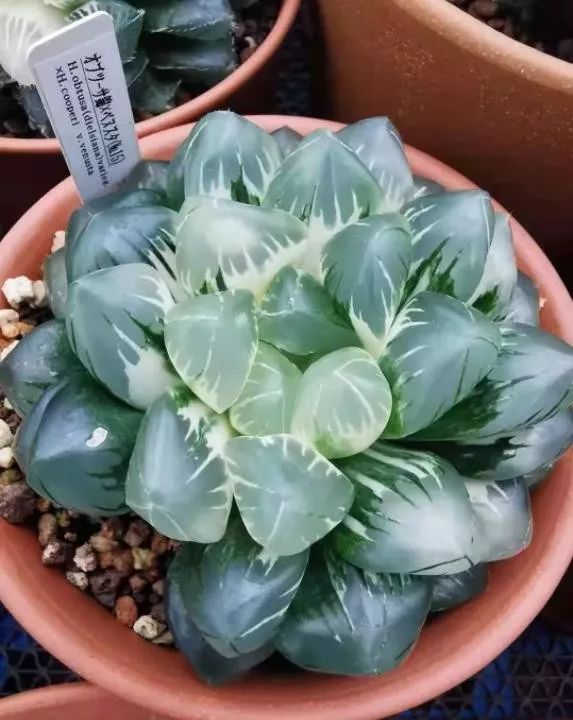 2023多肉展会直播,2023上海多肉植物展