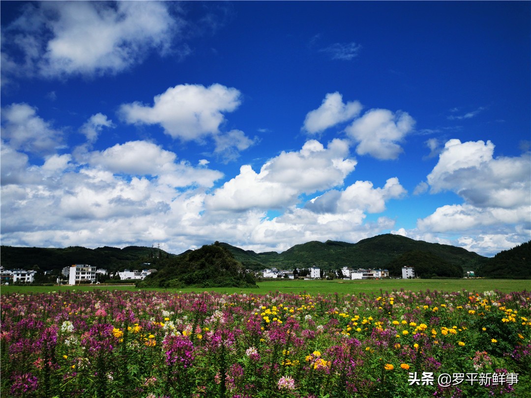 罗平七彩花田金鸡,罗平金鸡七彩花海