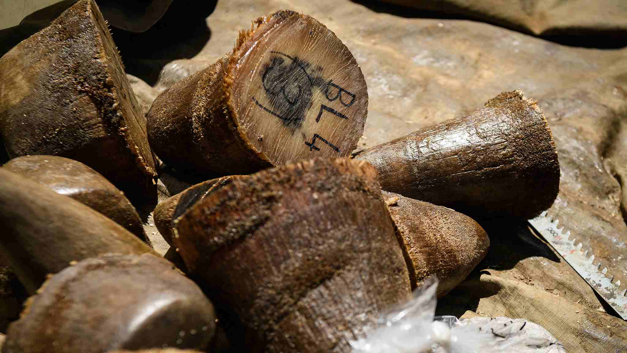 犀牛角之殇：一旦和壮阳扯上关系，物种离灭绝就不远了