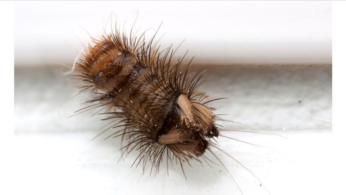 由恐龙演化的现代生物,与恐龙同时代的动物至今还未灭绝