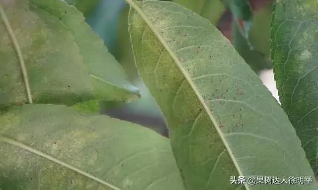 桃树蚜虫和红蜘蛛什么时间打药好,桃树什么时候打药防治火蜘蛛