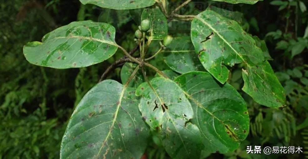 云南省国家一级保护植物图片,国家保护的植物蓝树