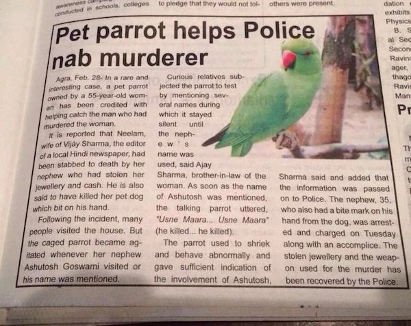 狗子出庭作证、鹦鹉指认凶手，动物的“鬼话”比“人话”更可信？