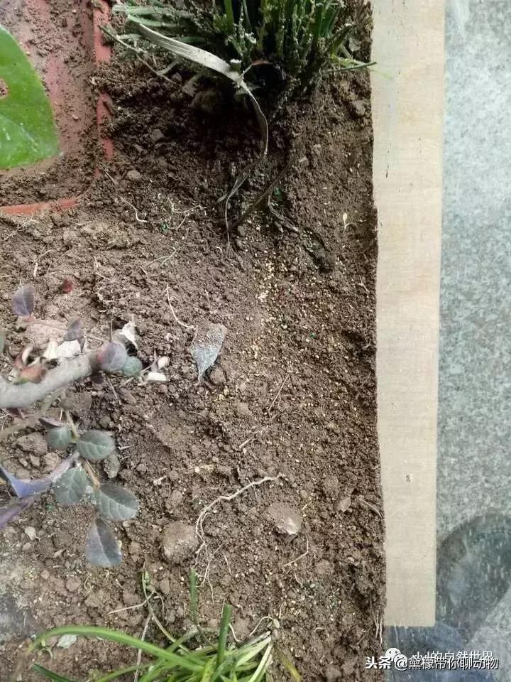 丛林造景黄缘龟池设计图大全,龟宝宝黄缘龟生态缸造景教程